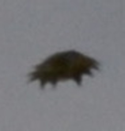 Enlarged crop of object