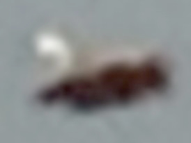 Cropped enlargement of object brightened slightly for clarity