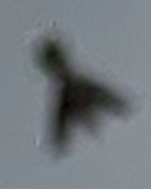 Cropped enlargement of main object